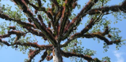 セイバの木（ティカル遺跡）